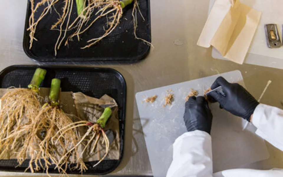 Průlomový výzkum zveřejněný v časopise Scientific Reports ukazuje, že geneticky upravené mikroby mohou zemědělcům poskytovat nový zdroj dusíku