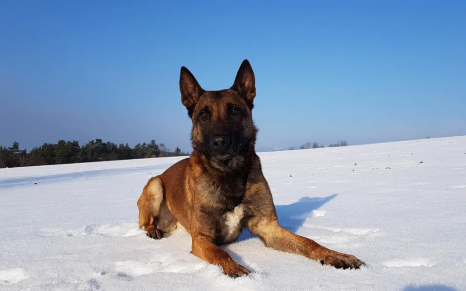 Pachatel vloupání do domku v Mníšku policii neutekl. Za komínem opuštěného domu ho vyčmuchal policejní pes Rooney