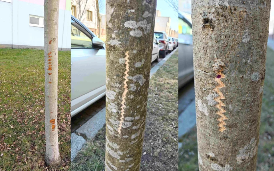 Vandalové systematicky poškozují kmeny desítek stromů na území plzeňského městského obvody Slovany.