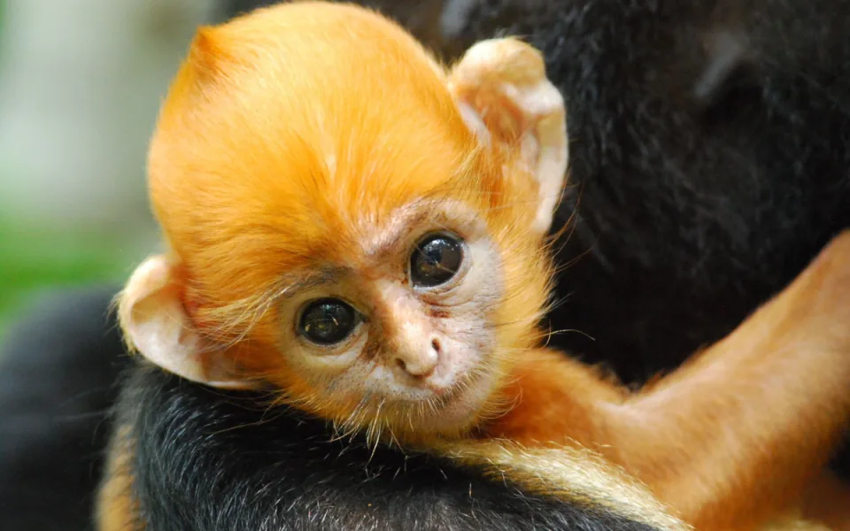 Charitativní běh v ostravské zoo podpoří ohrožené langury, nejohroženější primáty světa
