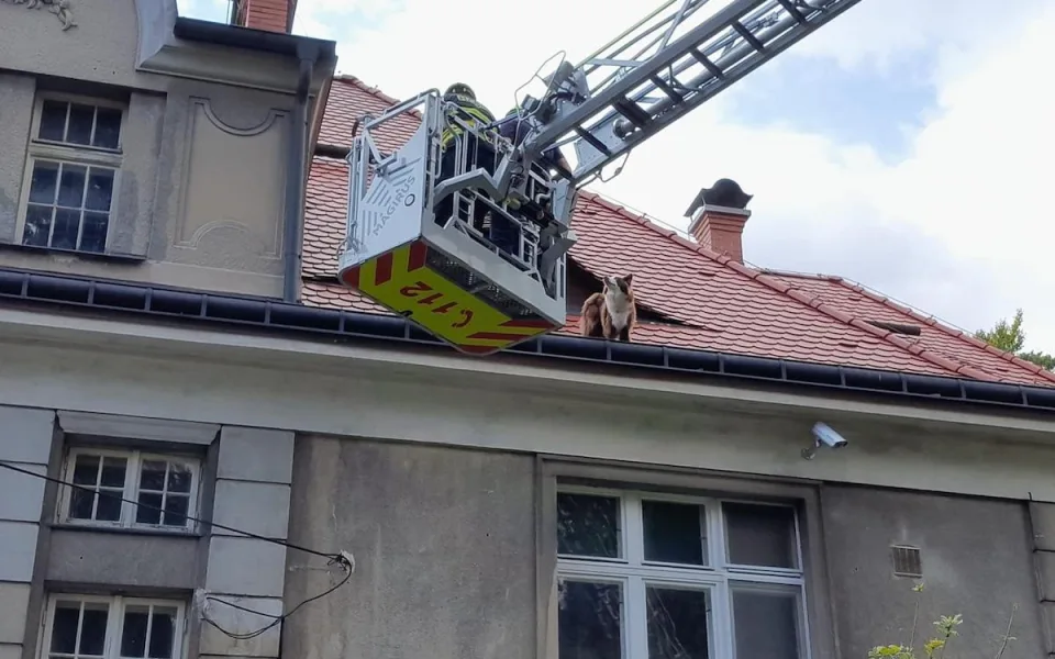 Hasiči v Liberci zachraňovali psa ze střechy domu. Vydal se tam oknem