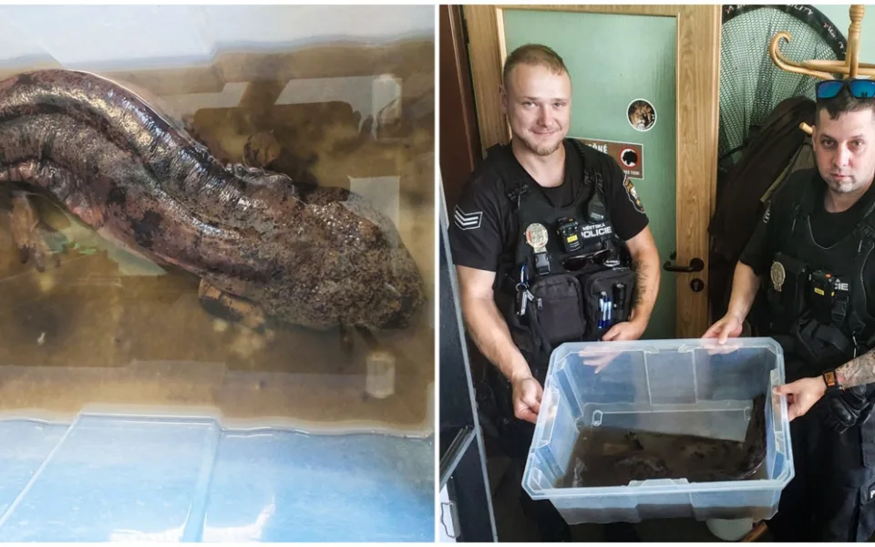 Policie odložila případ Velemlok, osud přísně chráněného živočicha je zatím nejasný