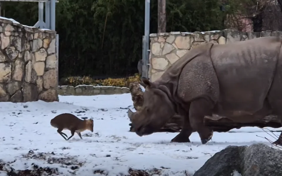 Plzeňská Maruška je hitem internetu. V zoo dovádí s netypickým parťákem