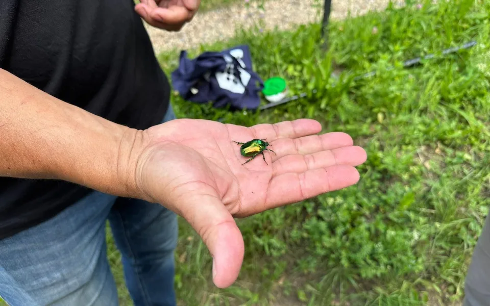 Na Hradě žijí kavky i záhadní roztoči. Biologové v areálu našli stovky obyvatel