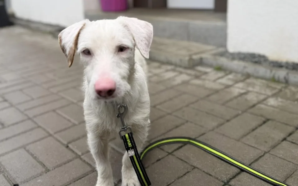 Atraktivní zbarvení, ale silně poškozené oční nervy. I tak vypadají psi z množírny