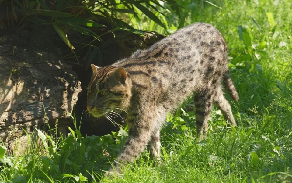 Samec z USA dorazil do Ostravy. Zoo doufá v mláďata kočky rybářské
