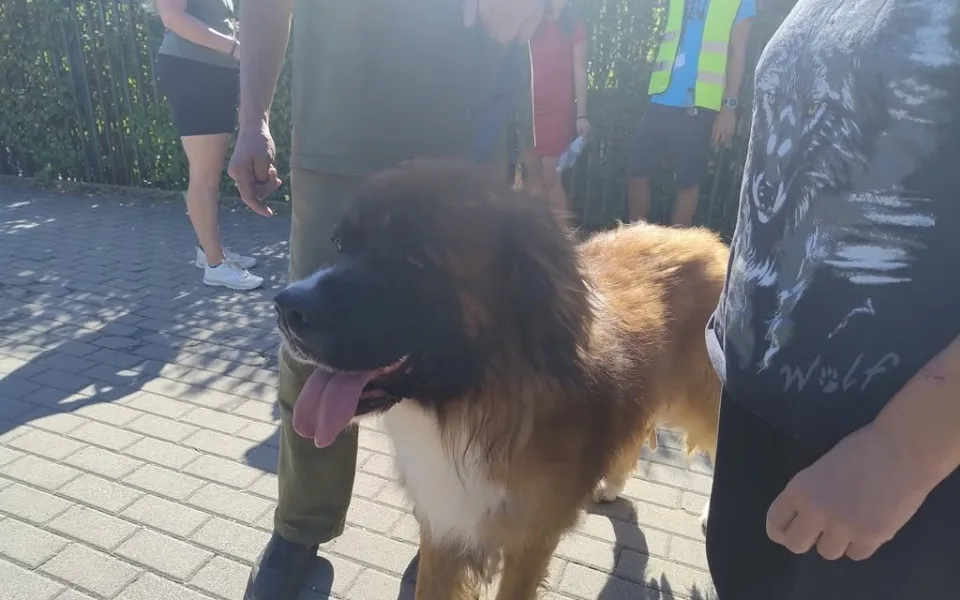 Opilí majitelé neuhlídali bernardýna u ZOO. Pes ohrožoval okolí a vbíhal pod auta