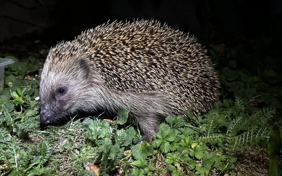Hysterie kolem ježků. Lidé je už teď zbytečně zachraňují, i když pomoc nepotřebují