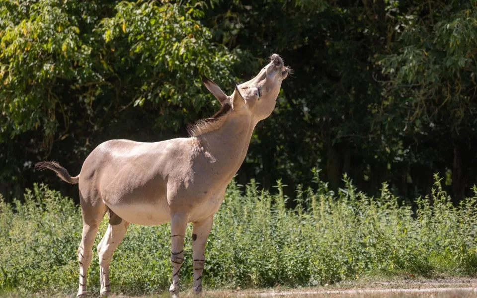 Kriticky ohrožený milovník v akci: Zoo Liberec poslala svého samce do Safari Parku