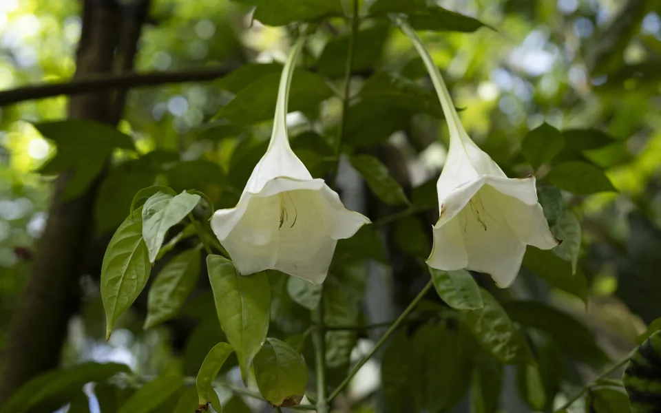 V trojské botanické zahradě vykvetla vzácná Osa pulchra