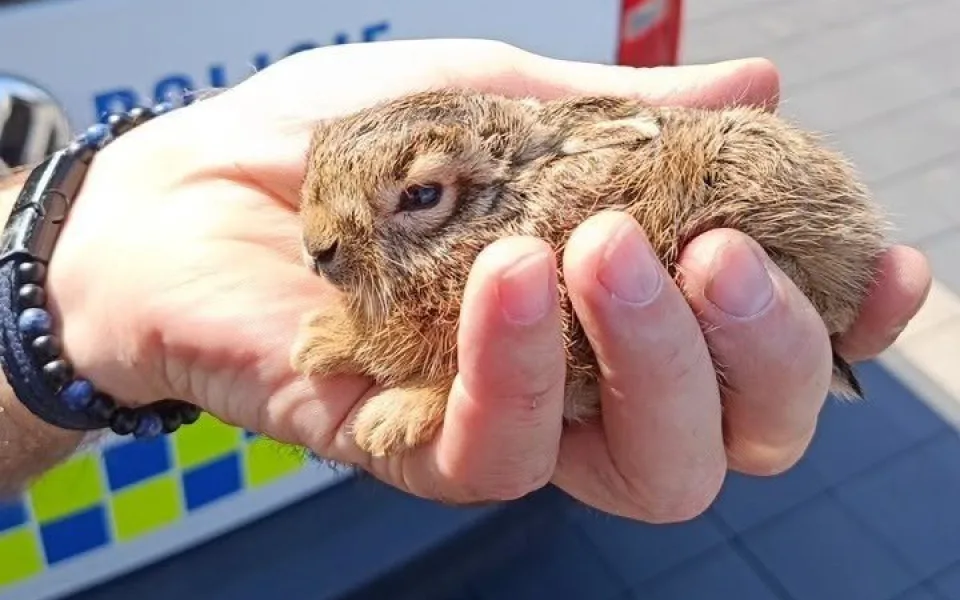 Králík, papoušek i netopýr. Odchytáři městské policie mají o prázdninách napilno