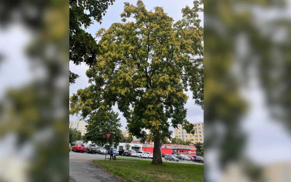 Vzrostlý a zdravý strom s obvodem kmene přes dva metry půjde k zemi