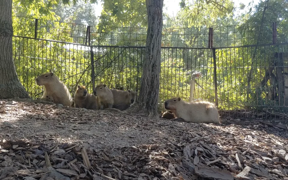 Pět rozkošných hlodavců. V brněnské zoo se narodily další malé kapybary